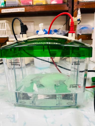 Western Blot Unit